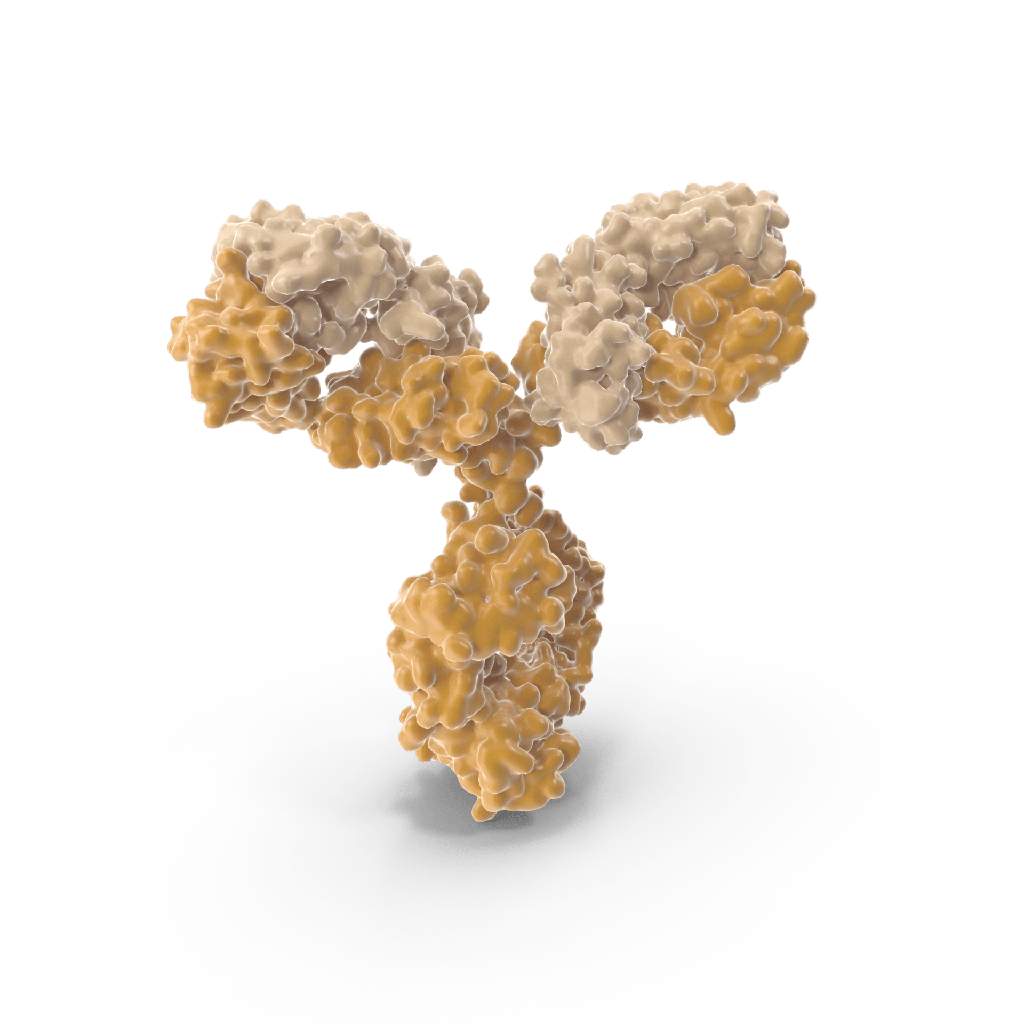 Chimeric Human Anti-PEG monoclonal antibody, clone Dbhq5